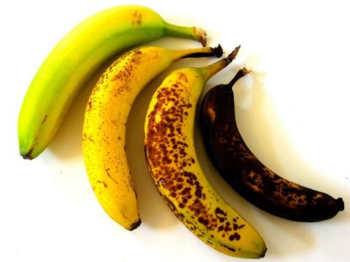 are-bananas-healthy-for-people-with-type-2-diabetes-reversing-t2d