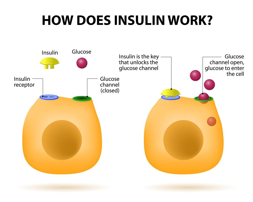 insulin action