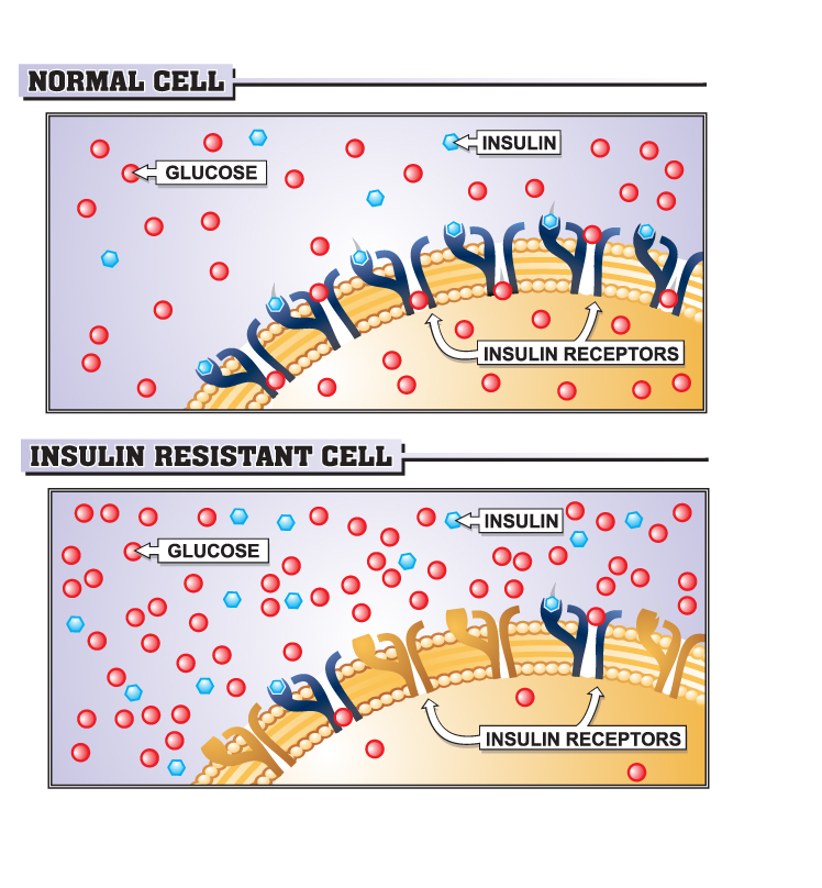 Normal vs Resistant Cell