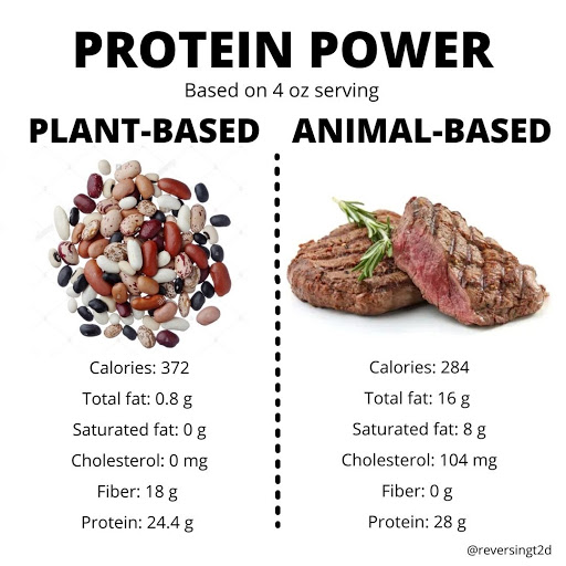 Plant vs Animal Protein
