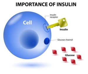 Why Insulin Is Important